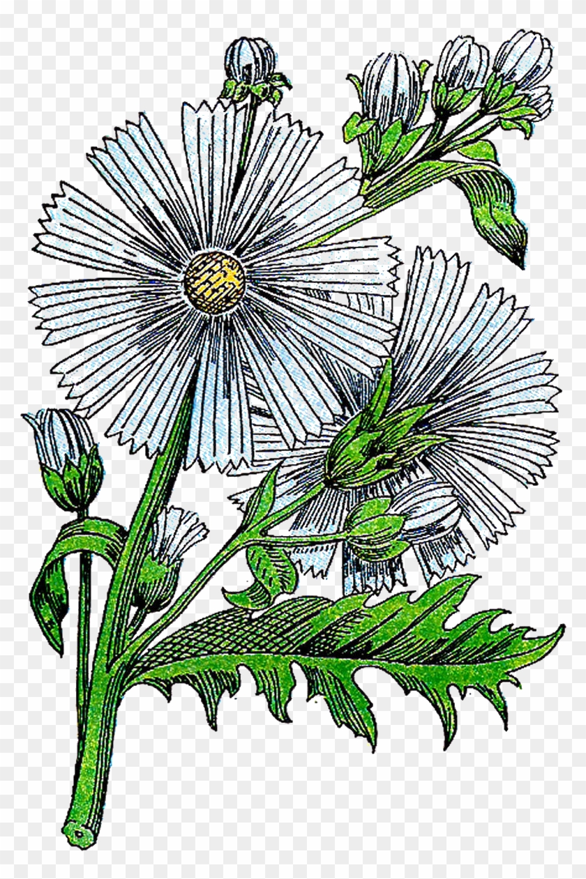 Floral Design Herb Botanical Illustration Clip Art - Floral Design Herb Botanical Illustration Clip Art #763647