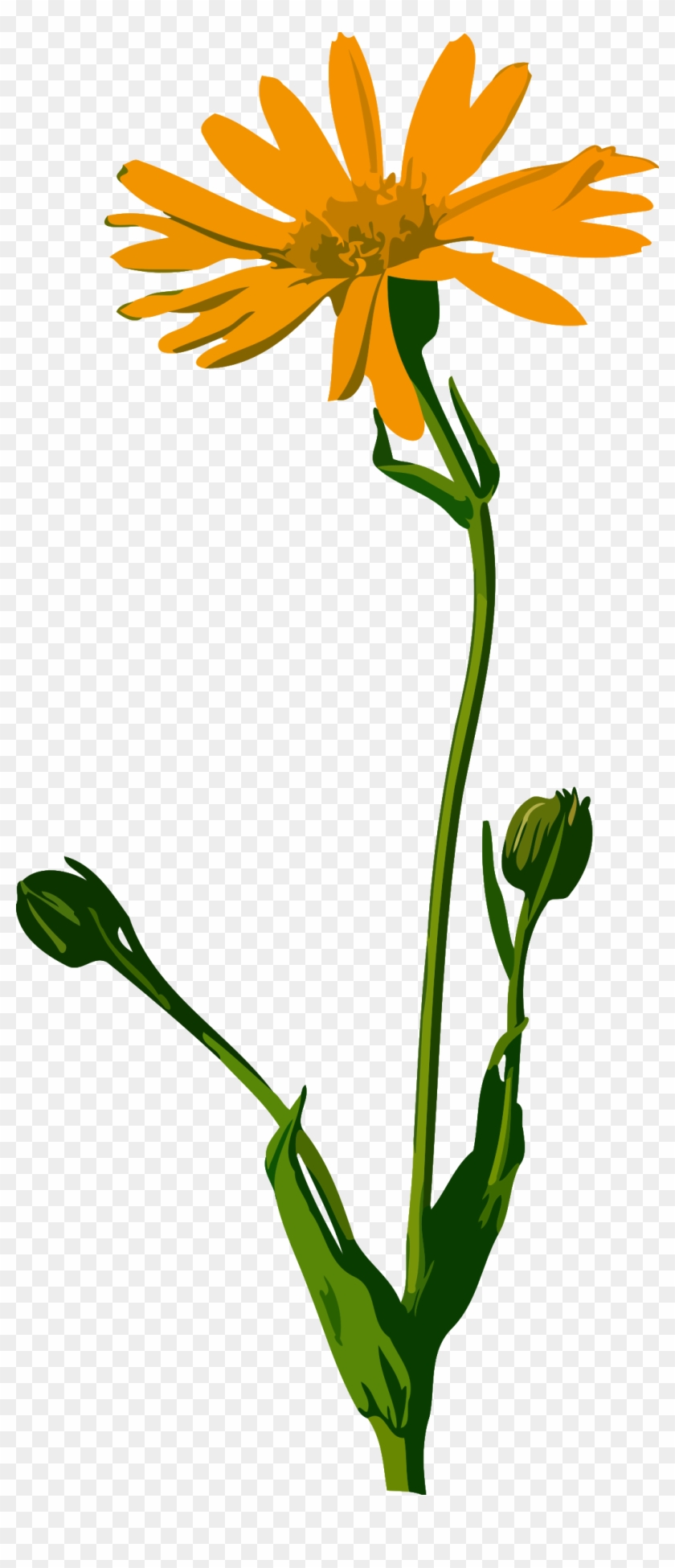 Low Resolution Clipart - Arnica Montana #763525