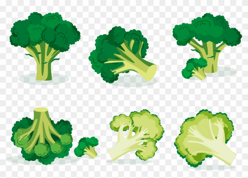 Broccoli Vegetable Euclidean Vector Illustration - Vegetable #763540