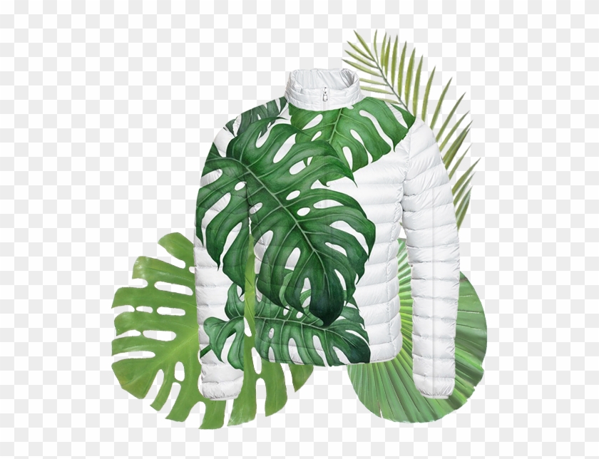 Jott - Monstera Deliciosa Drawing - Free Transparent PNG Clipart Images Dow...