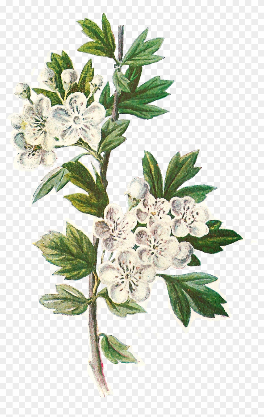 Flower Digital Image - Hawthorn Flower Illustration #763650