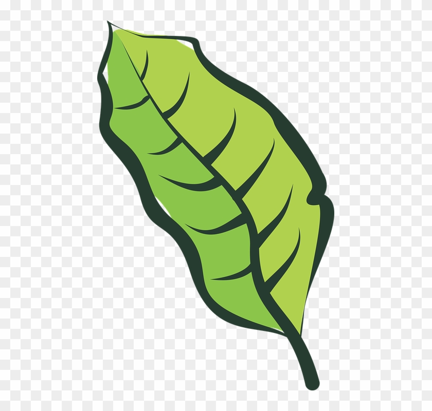 Banana Split Clipart 12, - Leaf Vegetable #763668