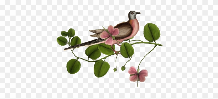 Birds And Butterflies Pink Pigeon Artwork - Rosa Glauca #763718