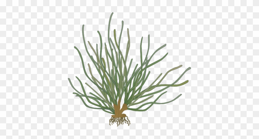 Seagrass Vector #763721