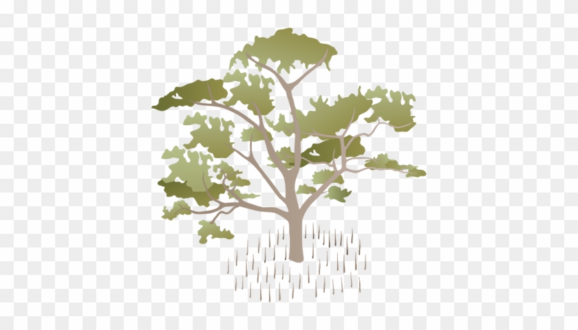 Sonneratia Alba Illustration Of Sonneratia Alba - Mangrove Tree Vector #763740