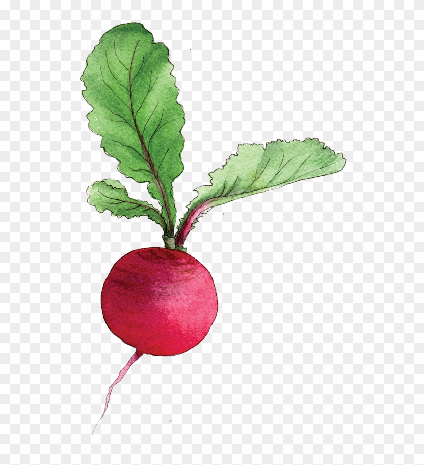 Illustration By Helen Krayenhoff - Beet Greens #763742