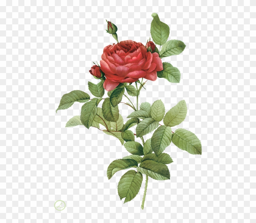Flower Illustration By Pierre-joseph Redoute - Red Cabbage Rose Necklace , Roses Pendant , Red Roses #763755
