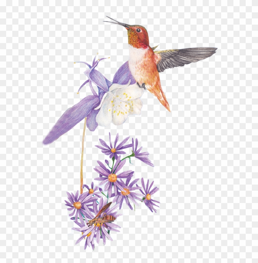 Illustration Of Hummingbird With Aster Flower - Aster #763791