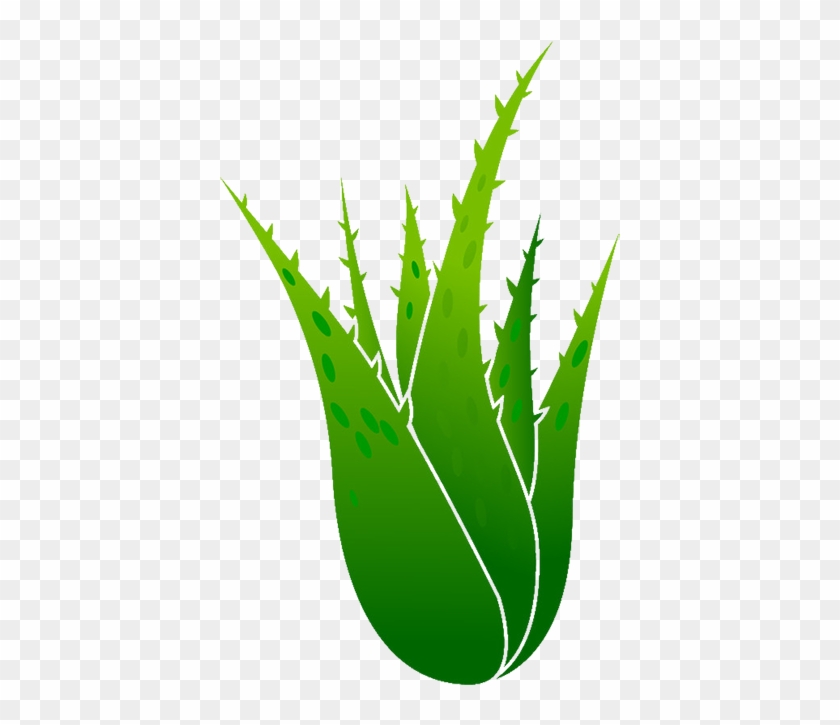 Aloe Vera Euclidean Vector Plant Illustration - Aloe Vera Vector #763871