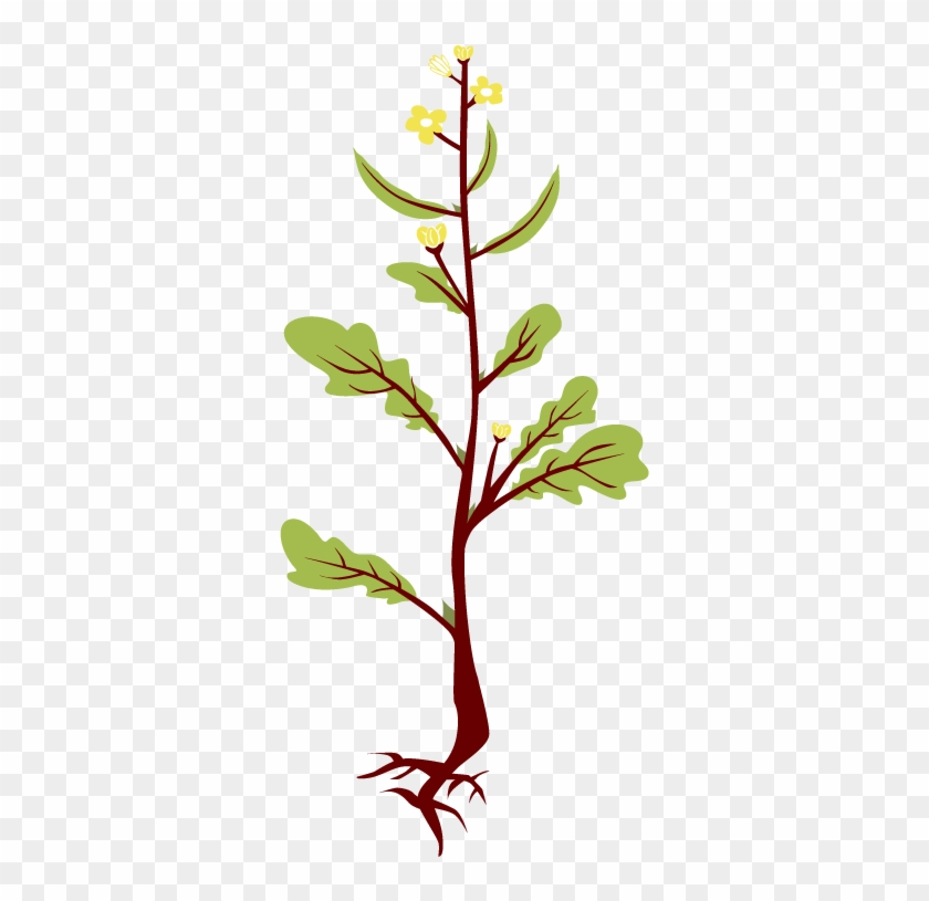 Roots Clipart Mustard Tree - Twig #763880
