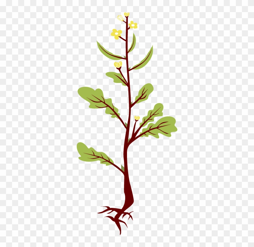 Twig Clip Art at  - vector clip art online, royalty free & public  domain