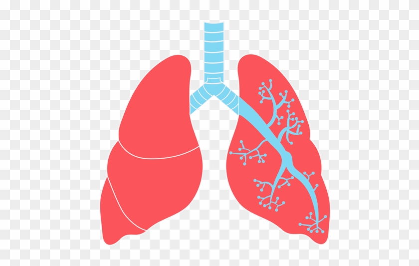 Lungs Png Transparent Images - Lungs Png #764130