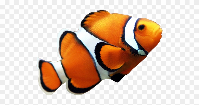 Angelfish Maroon Clownfish Clip Art - Angelfish Maroon Clownfish Clip Art #764832