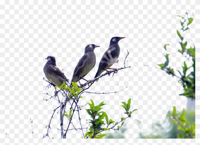 Lovebird Sky Singing - Lovebird Sky Singing #765127