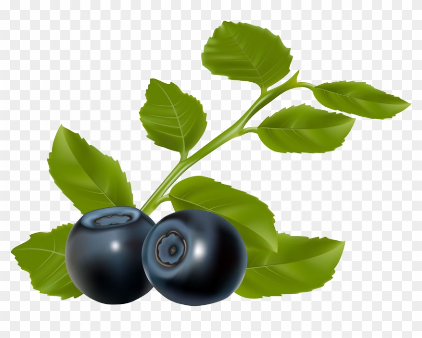 Blueberry Chokeberry Clip Art - Blueberry Chokeberry Clip Art #765473