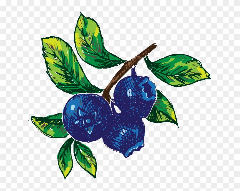 Hand Drawn Blueberry Image - Illustration #765569