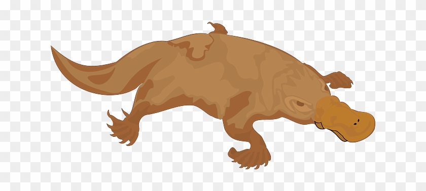 Brown, Color, Bill, Animal, Tail, Perry, Platypus - Platypus Crocodile #765597