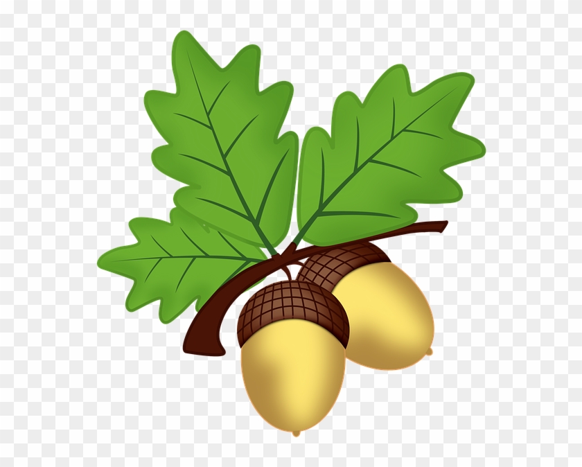 Acorn Oak Computer Icons Clip Art - Acorn #765626