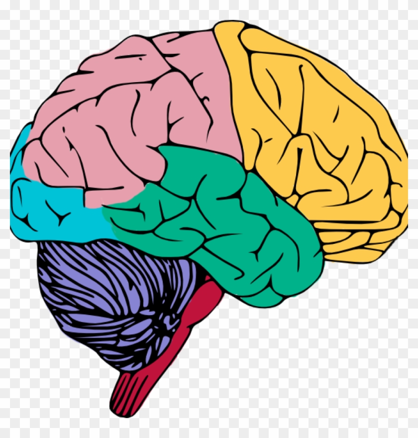 Free Brain Clipart Free To Use Public Domain Brain - Brain Clipart Png #765690