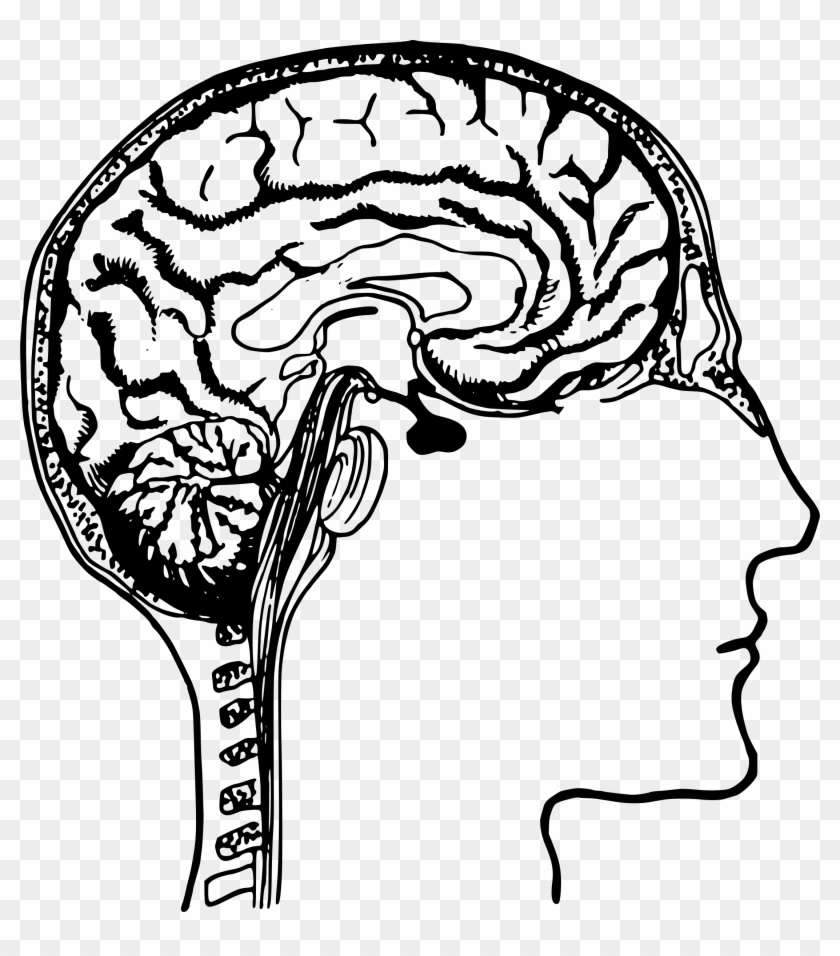 Motor Cortex - Human Brain Clip Art #765693
