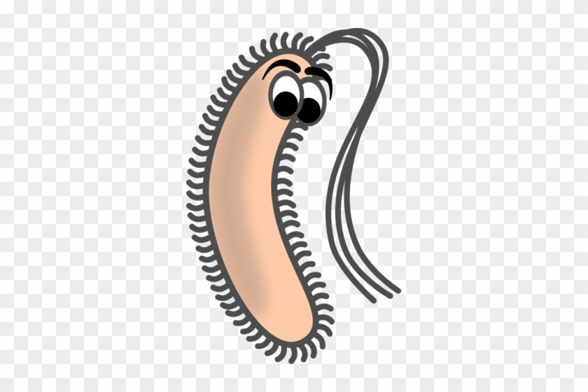 We Have Much To Learn About What Goes On In The Gut - Bacillus Clip Art #765758