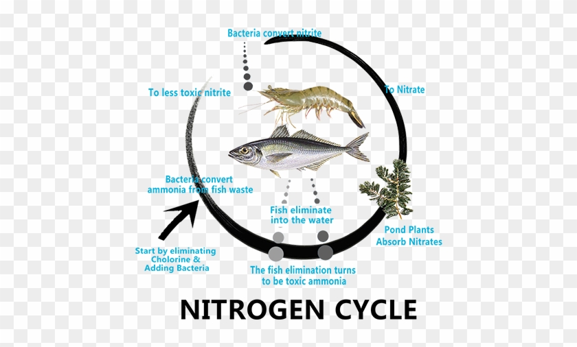 Aquaculture Probiotics For Improved Water Quality In - Aquaculture #765759