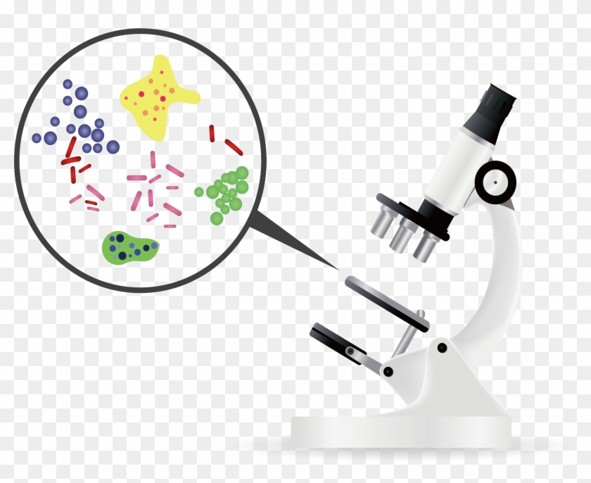 Bacteria Microorganism Microscope Euclidean Vector - Bacteria Png #765920