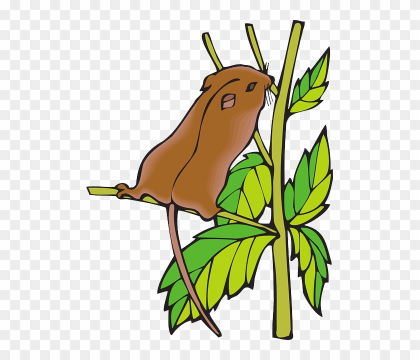 Stretching Branch, Chipmunk, Leaves, Animal, Tail, - Dormice Clipart #766099
