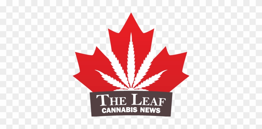 The Latest Harper Conservative To Join Canada's Cannabis - Maple Leaf Canada Day #766214