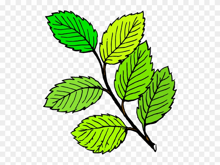 Leaf Black And White #766427