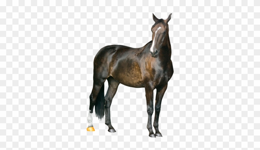 Horse Clipart Transparent Png Images - Horse Png #766511