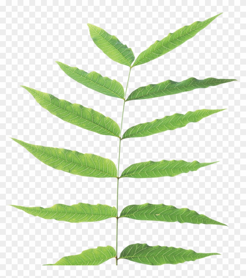 Green Leaf Png - Plant Stem Png #766649