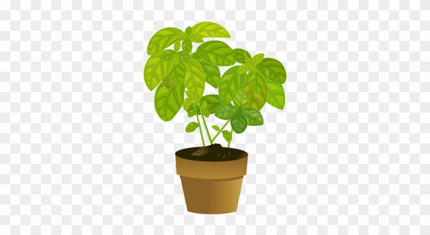 Selecting A Healthy Plant - Basil #766664