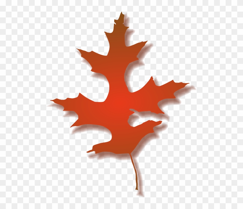 Leaf, Tree, Nature, Autumn, Color - Fall Oak Leaf Clipart #766677