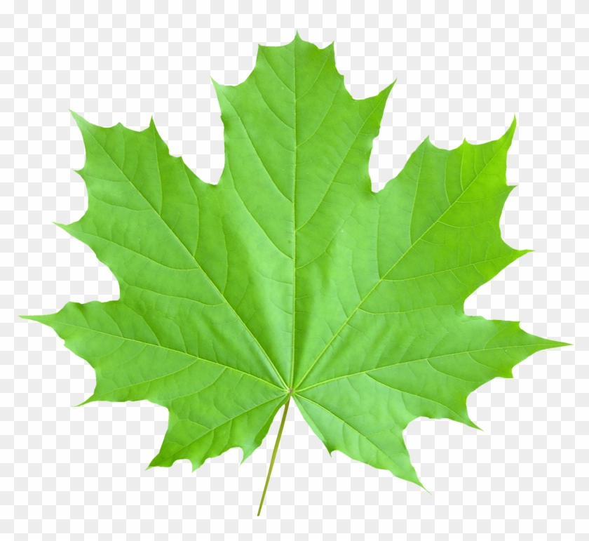 Pics Of Maple Leaf - Maple Leaf Png #766708