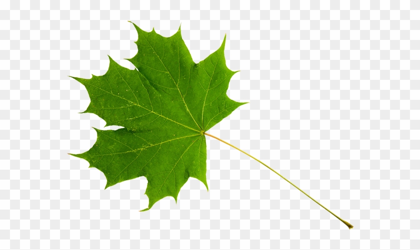 Green Maple Leaf - Érable À Sucre Feuille #766751