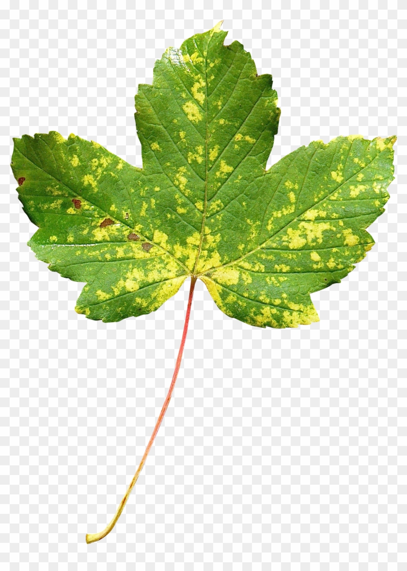 Maple Leaf #766754