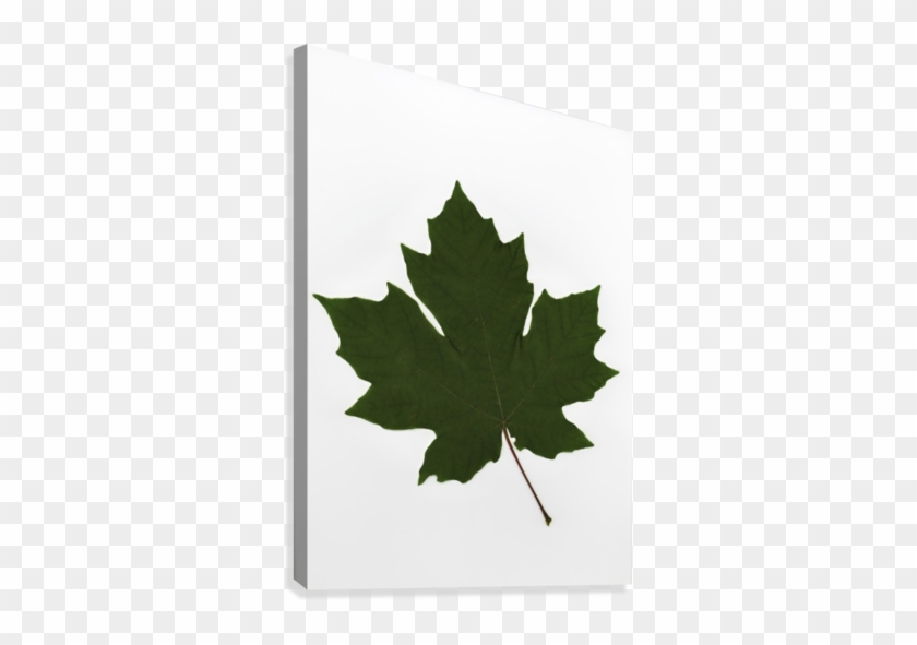 Green Maple Leaf Canvas Print - Green Maple Leaf Canvas Art - Deddeda Design #766792