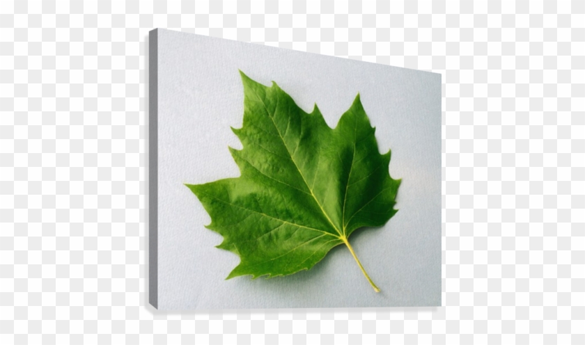 Maple Leaf - Plants With Five Fingers #766822