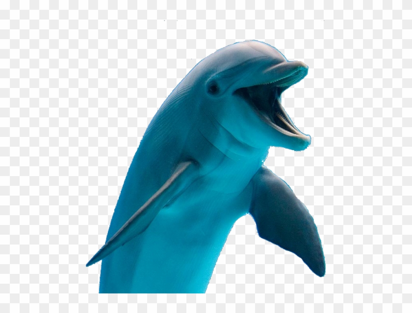 Image - Transparent Picture Of Dolphin #767000