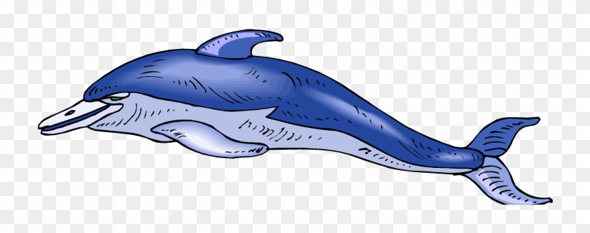 Bottlenose Dolphin - Whale #767042