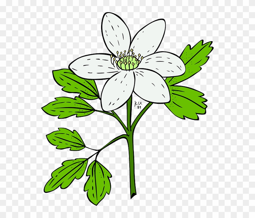 Plants, White, Flowers, Leaves, Garden, Anemone, Nature - Flowering Plant Clip Art #767097