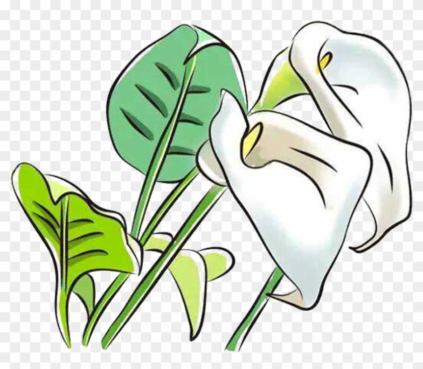 Arum-lily Arum Lilies Flower Clip Art - Arum-lily Arum Lilies Flower Clip Art #767649
