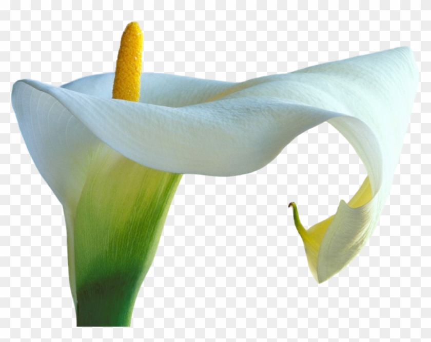 Pngcally02 400 X - Cali Lily Flowers .png #767740