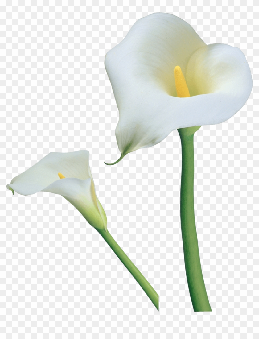 Transparent Calla Lilies Flowers Png Clipart - Giant White Arum Lily #767744