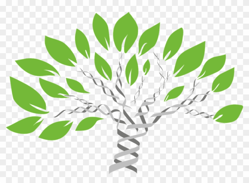Tree Vector Png 11, - Dna Genealogy #767813