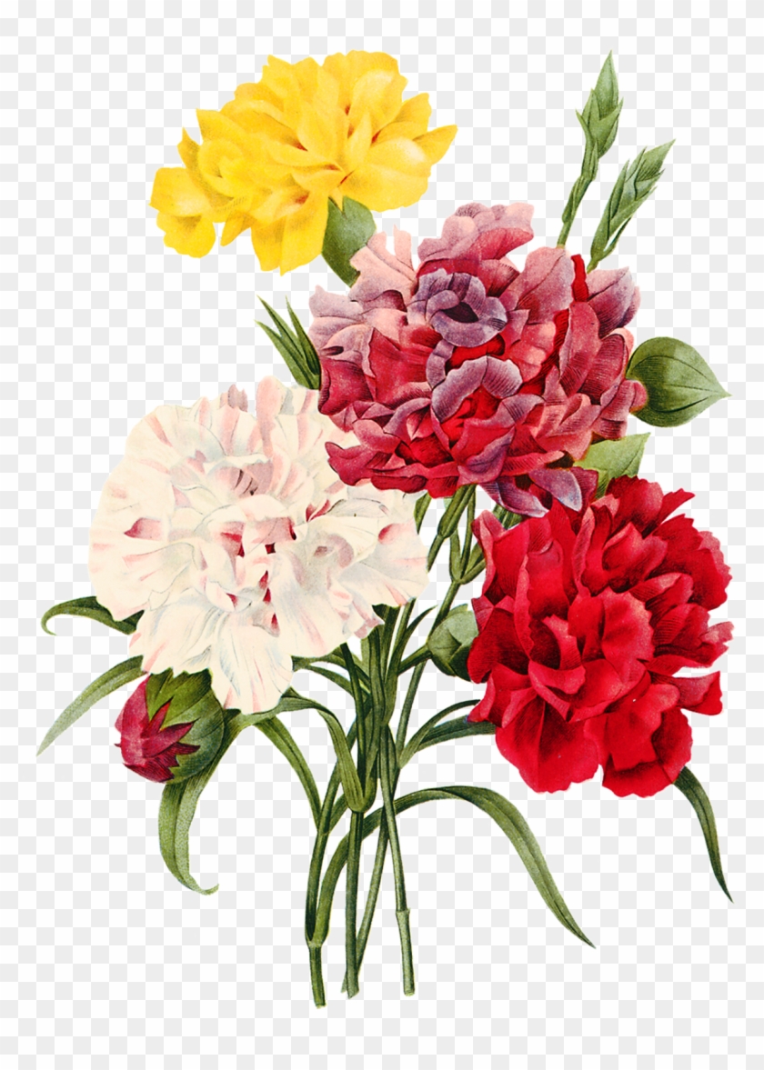 Bouquet De Rosas - Carnation Botanical Drawings #768114
