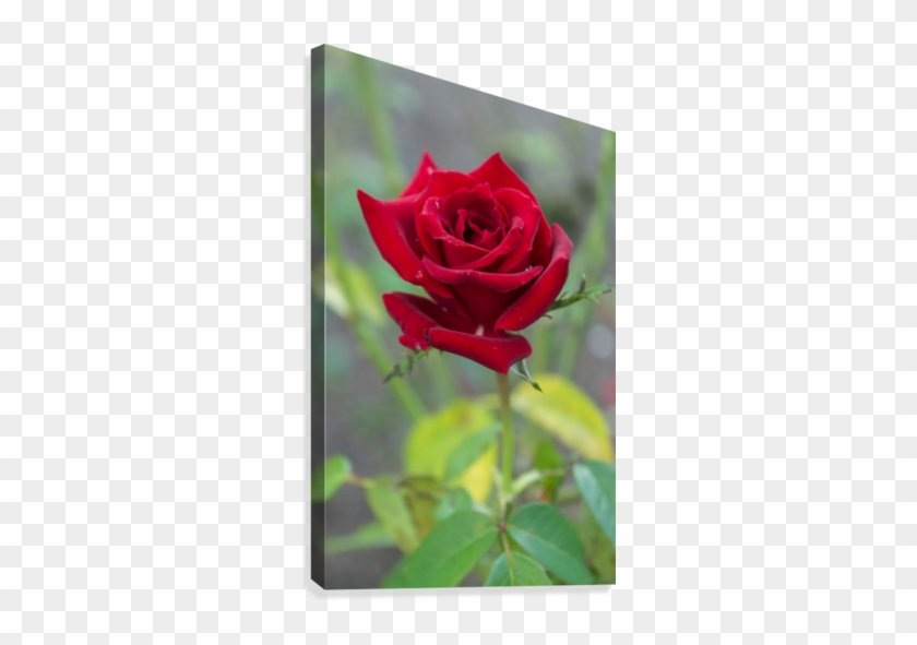 Misty Red Rose Canvas Print - Garden Roses #768521