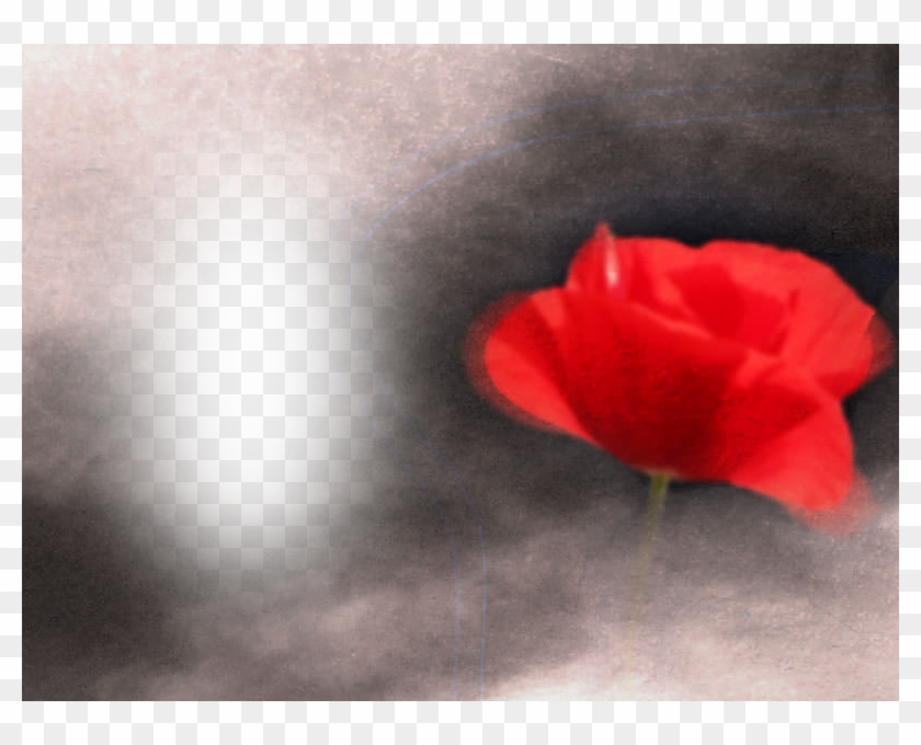 Red Flower - Red #768585