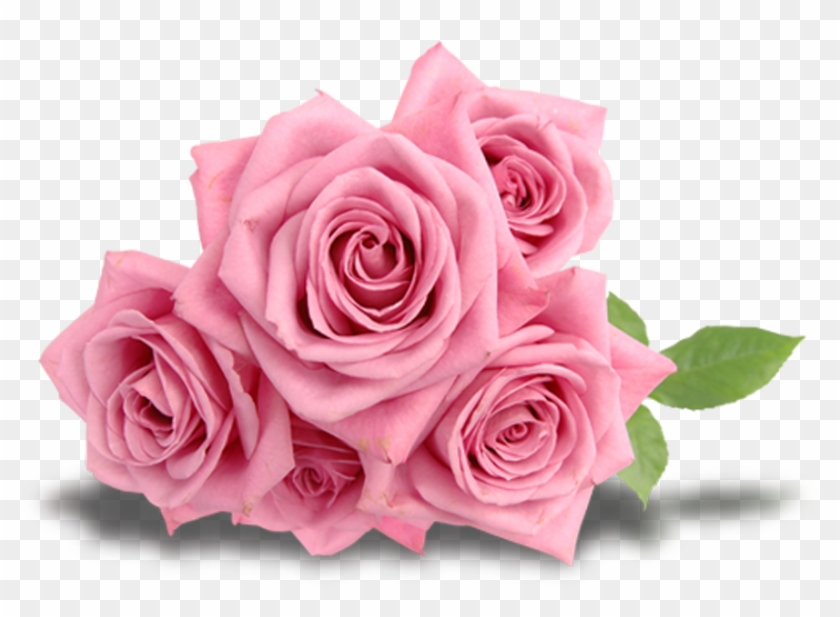 Beach Rose Flower Pink - ดอก กุหลาบ สีชมพู Png #768671